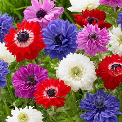 Цибулина Яскрава Анемон подвійний суміш 5 шт. - фото 1