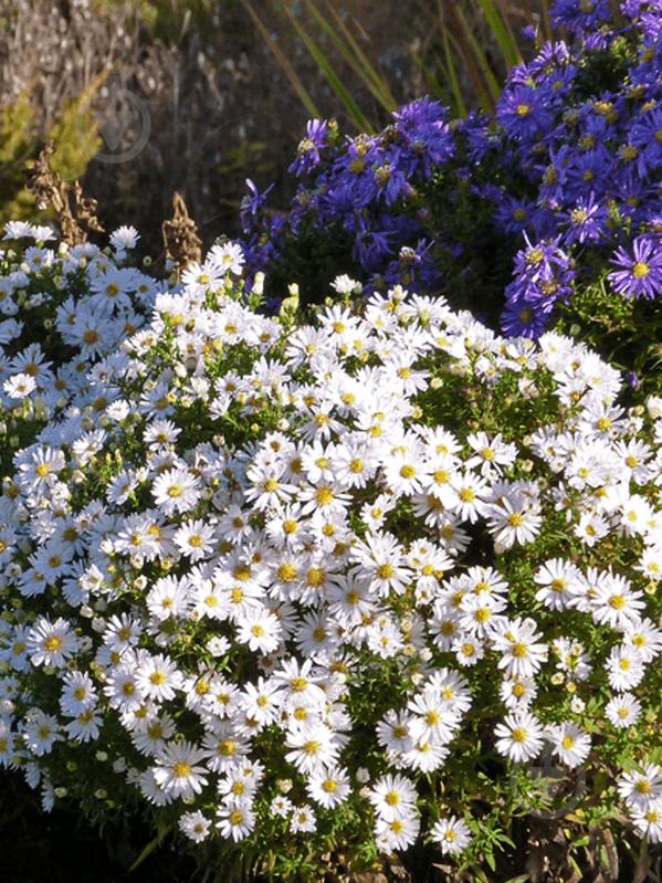 Корневище астры Аполло 1 шт. - фото 1