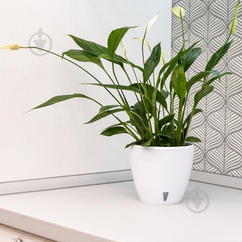 Вазон пластик Deco Twin круглий білий глянець 5,8 л Santino (2009081) - фото 7 Вазон пластик Deco Twin круглий білий глянець 5,8 л Santino (2009081) - фото 7