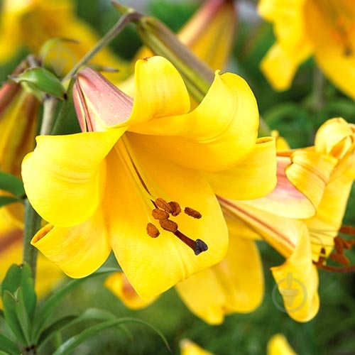 Цибулина Лілії трубчастої Голден Спленде - фото 1