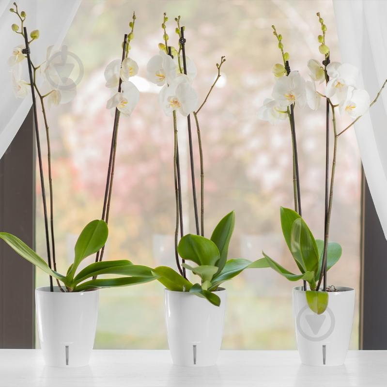 Вазон пластик Orchidea Twin круглий пісочний 1,3 л Santino (2023285) - фото 5