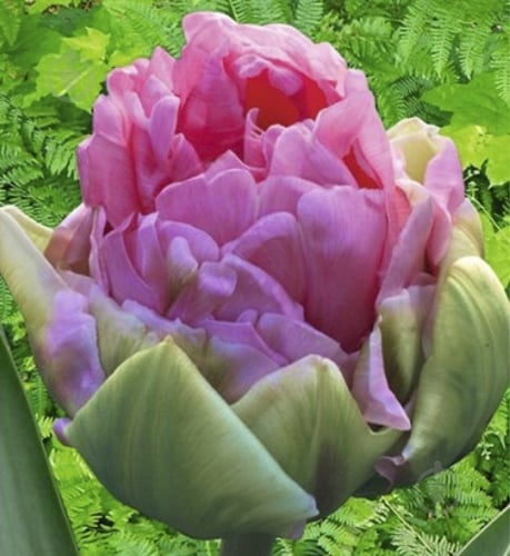 Луковица Яскрава Тюльпан двойной Aveyron 3 шт. - фото 1