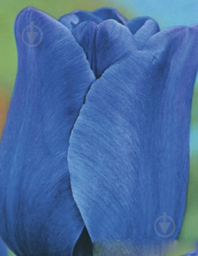 Луковица Яскрава Тюльпан триумф Blue Aimable 3 шт. - фото 1