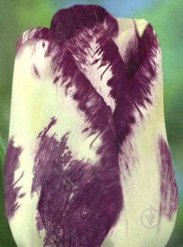 Цибулина Яскрава Тюльпан тріумф Shirley 3 шт. - фото 1 Цибулина Яскрава Тюльпан тріумф Shirley 3 шт. - фото 1