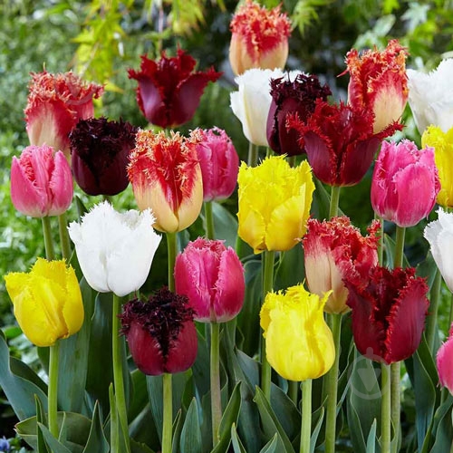 Луковица Яскрава Тюльпан бахромчатый Смесь 3 шт. - фото 1