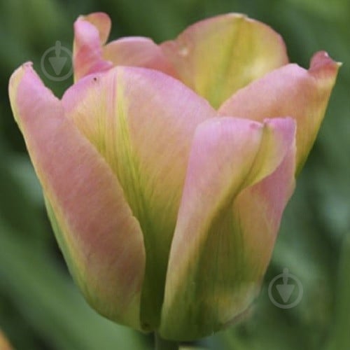 Цибулина Яскрава Тюльпан вірідіфлора Groenland 3 шт. - фото 1 Цибулина Яскрава Тюльпан вірідіфлора Groenland 3 шт. - фото 1