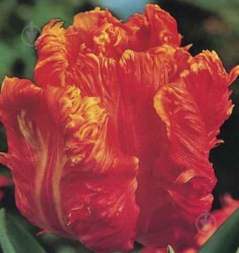 Луковица Яскрава Тюльпан попугайный Orange Favorit 3 шт. - фото 1 Луковица Яскрава Тюльпан попугайный Orange Favorit 3 шт. - фото 1