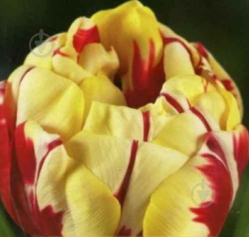 Луковица Яскрава Тюльпан двойной Monsella 3 шт. - фото 1