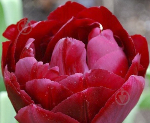 Луковица Яскрава Тюльпан двойной Uncle Tom 3 шт. - фото 1 Луковица Яскрава Тюльпан двойной Uncle Tom 3 шт. - фото 1