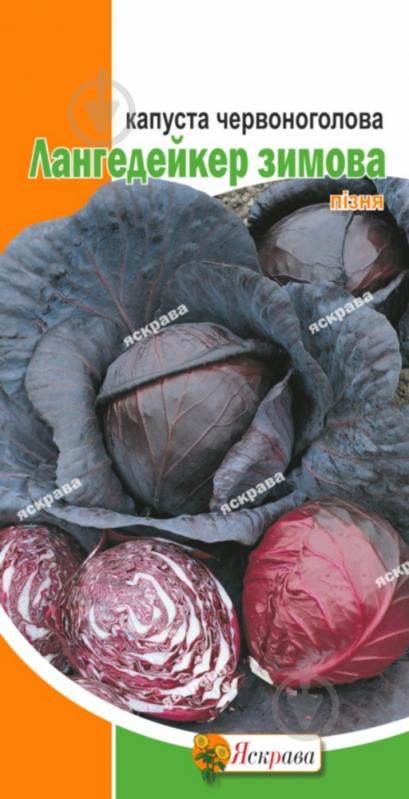 Насіння Яскрава капуста червоноголова Лангедейкер зимова 0,5 г (4823069808525) - фото 1