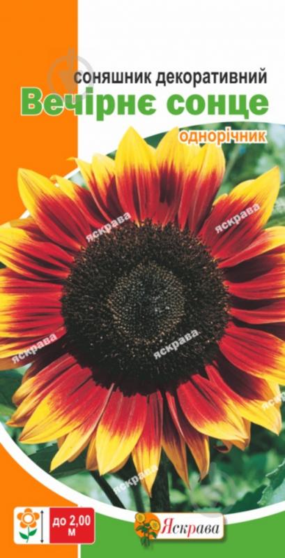 Насіння Яскрава соняшник декоративний Вечірнє сонце 2 г (4823069860776) - фото 1