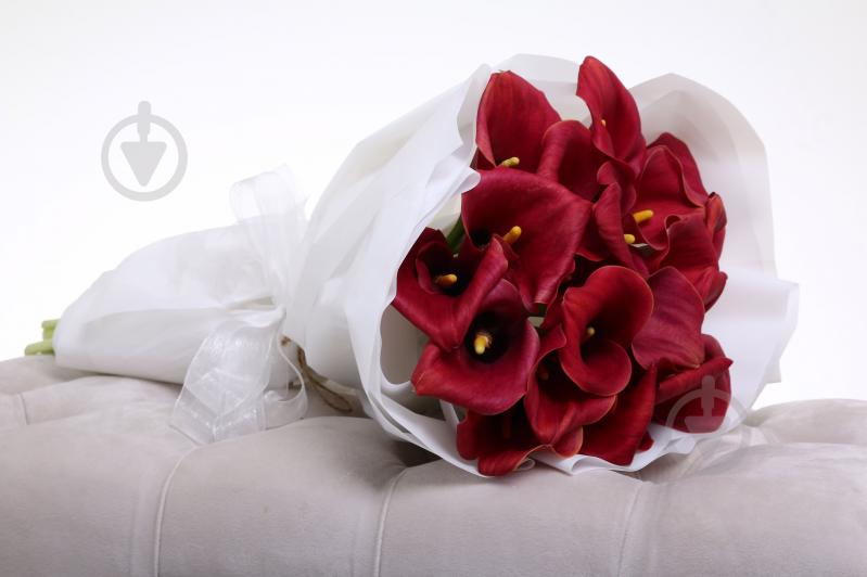 Зантедеция Captain Romance 60 см красная (Нидерланды) - фото 5