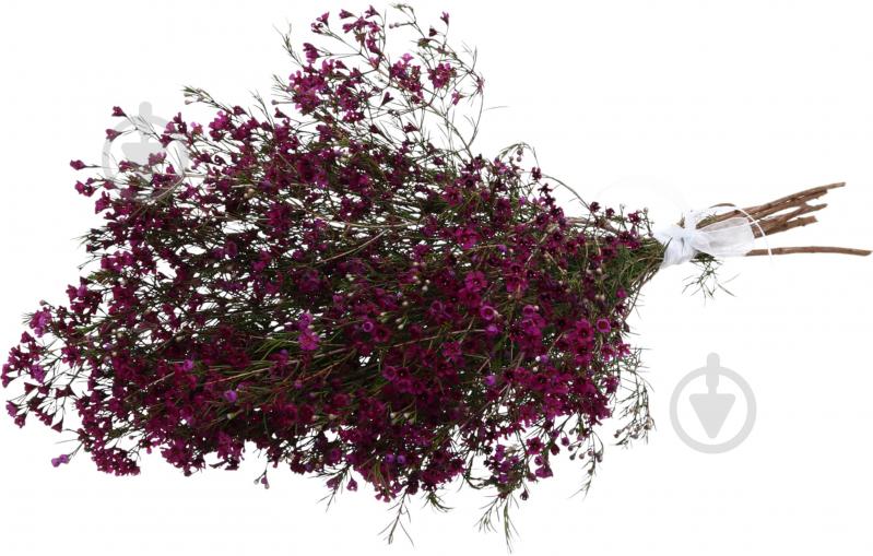 Хамелациум розовый (Нидерланды) - фото 2