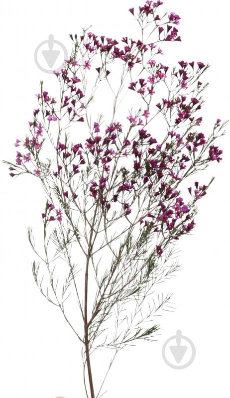 Хамелациум розовый (Нидерланды) - фото 1