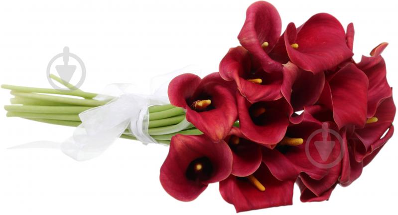 Зантедеция Captain Romance красная (Нидерланды) - фото 2