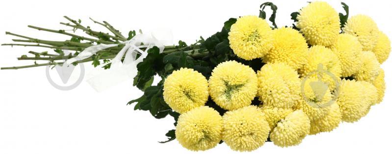 Фрезия Honeymoon 50 см розовая (Нидерланды) - фото 3