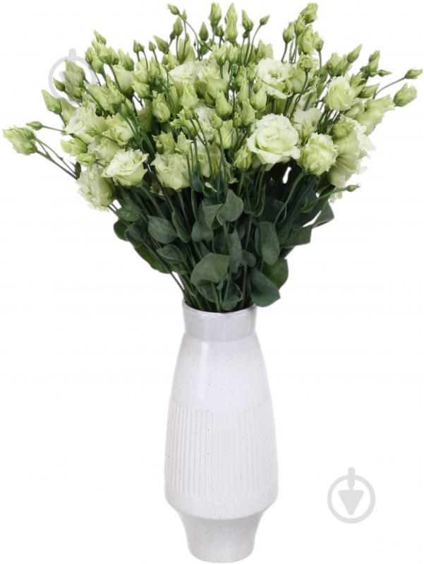 Эустома Alissa Green белая (Нидерланды) - фото 3