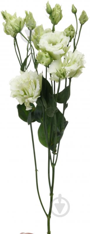 Эустома Alissa Green белая (Нидерланды) - фото 1