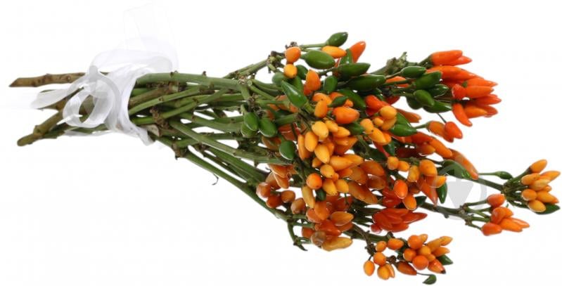 Капсикум Orange Candy оранжевый (Нидерланды) - фото 3