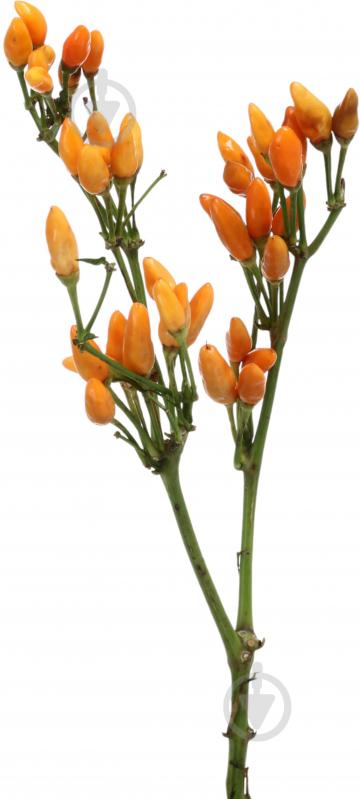 Капсикум Orange Candy оранжевый (Нидерланды) - фото 1