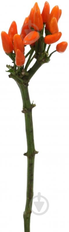 Капсикум Orange Candy оранжевый (Нидерланды) - фото 2