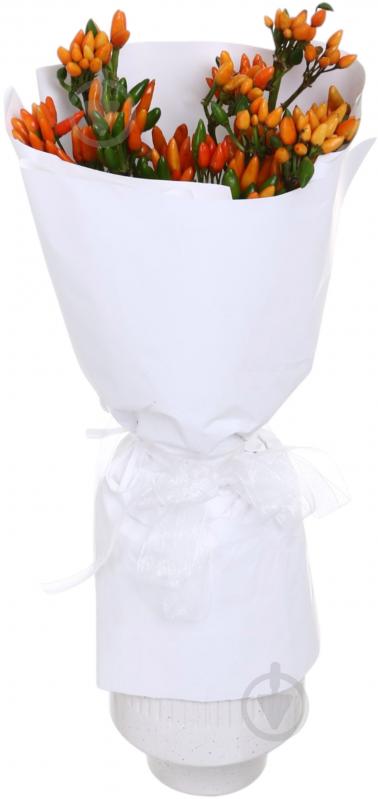 Капсикум Orange Candy оранжевый (Нидерланды) - фото 5