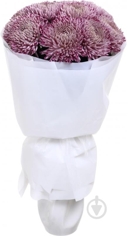 Хризантема Resomi фиолетовая (Нидерланды) - фото 3 Хризантема Resomi фиолетовая (Нидерланды) - фото 3