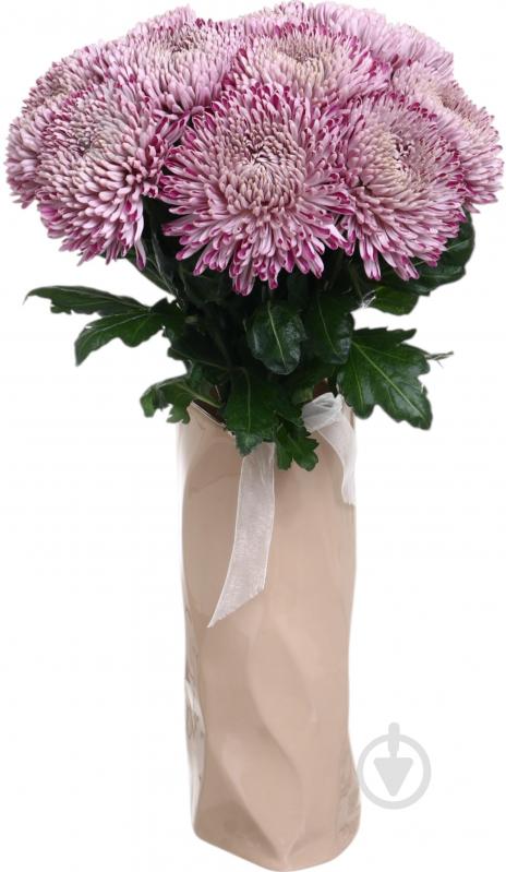 Хризантема Resomi фиолетовая (Нидерланды) - фото 4 Хризантема Resomi фиолетовая (Нидерланды) - фото 4