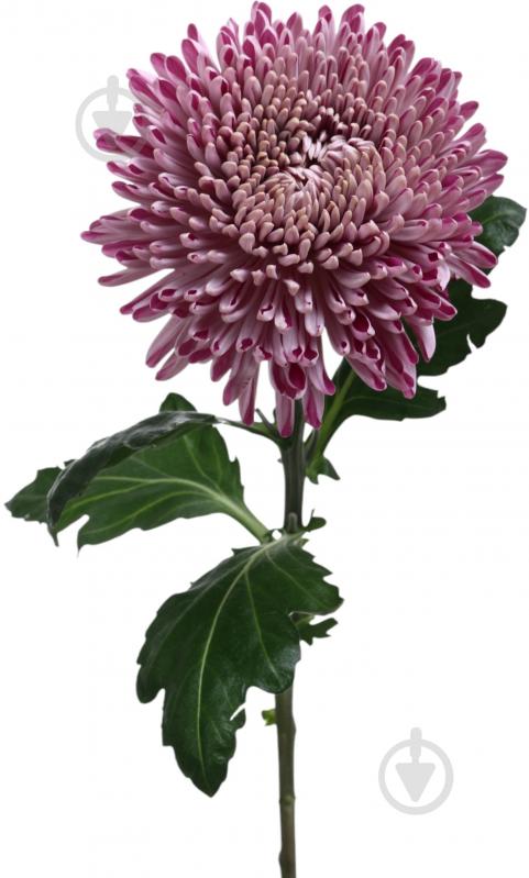 Хризантема Resomi фиолетовая (Нидерланды) - фото 1 Хризантема Resomi фиолетовая (Нидерланды) - фото 1
