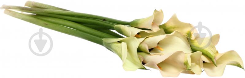 Зантедеция Aucland шампань (Нидерланды) - фото 3 Зантедеция Aucland шампань (Нидерланды) - фото 3