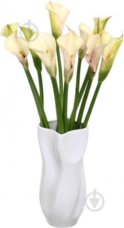 Зантедеция Aucland шампань (Нидерланды) - фото 6 Зантедеция Aucland шампань (Нидерланды) - фото 6