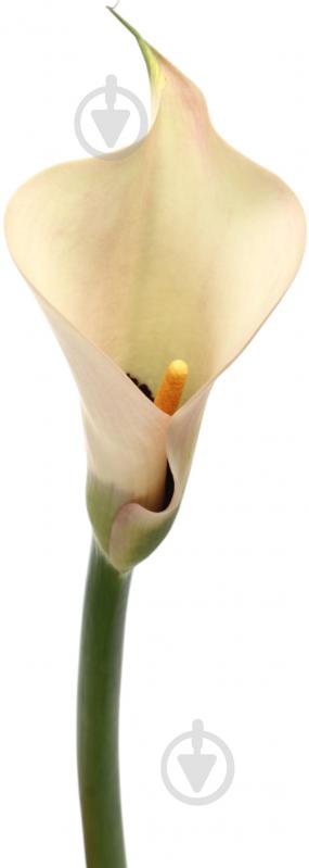 Зантедеция Aucland шампань (Нидерланды) - фото 1 Зантедеция Aucland шампань (Нидерланды) - фото 1