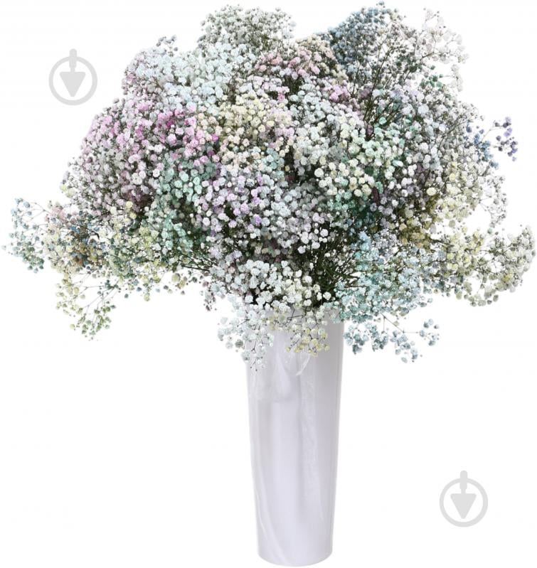 Гипсофила Rainbow микс (Нидерланды) - фото 1