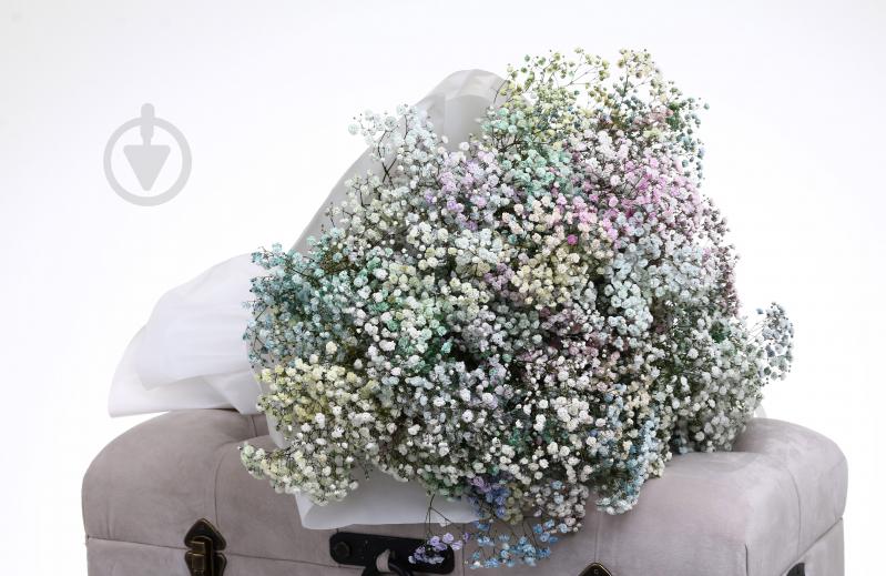 Гипсофила Rainbow микс (Нидерланды) - фото 3