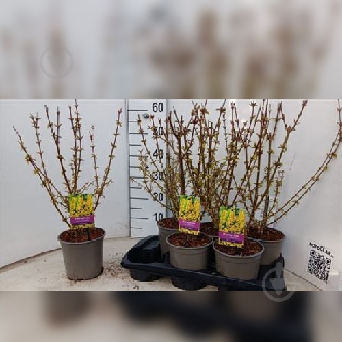 Саженец Форзиция 17х60 Spectabilis - фото 1