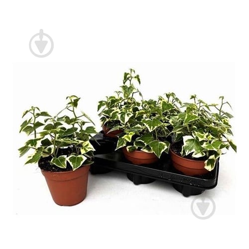 Растение Сенецио 12х20 macroglossus Variegata - фото 1