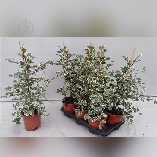 Растение Фикус 17x50 Тriangularis Sweetheart - фото 1 Растение Фикус 17x50 Тriangularis Sweetheart - фото 1