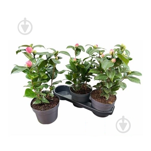 Растение Камелия 19х40 розовая Miss Lyla - фото 1