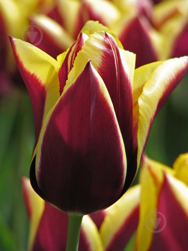 Луковица TUBERBULB Export B.V. тюльпана триумф Гавота 3 шт. - фото 1