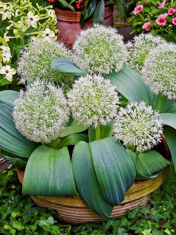 Цибулина TUBERBULB Export B.V. цибулі декоративної Айворі Куін 1 шт. - фото 1