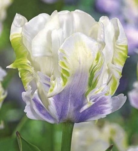 Луковица Яскрава Тюльпан попугайный White Lizard 3 шт. - фото 1