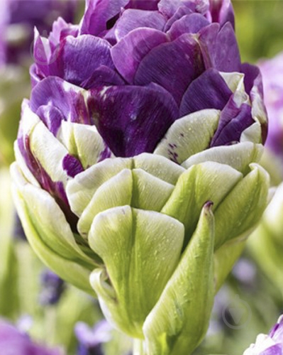 Луковица Яскрава Тюльпан двойной Exqusit 3 шт. - фото 1 Луковица Яскрава Тюльпан двойной Exqusit 3 шт. - фото 1