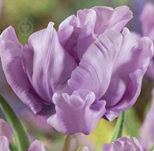 Луковица Яскрава Тюльпан двойнок James Last 3 шт. - фото 1