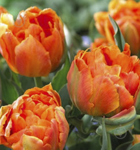 Луковица Яскрава Тюльпан двойной Orca 3 шт. - фото 1 Луковица Яскрава Тюльпан двойной Orca 3 шт. - фото 1