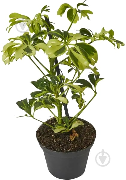 Растение Шеффлера 8x20 Janine - фото 1