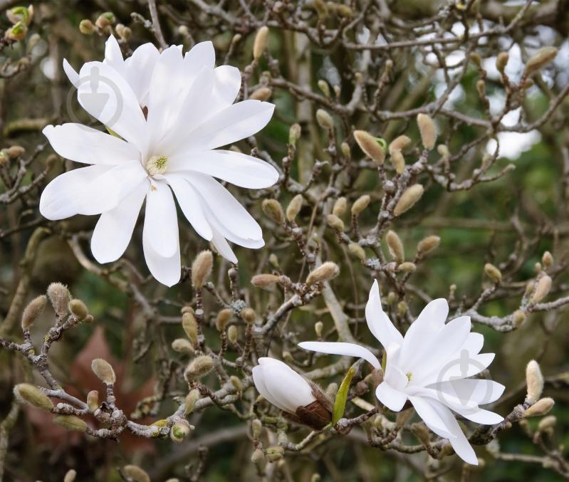 Растение Магнолия 19х50 бiла Stellata - фото 2