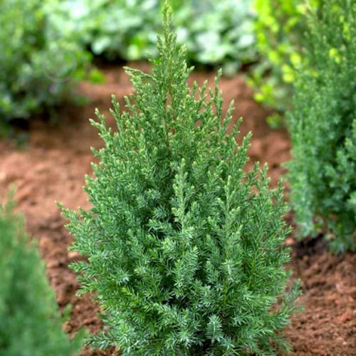 Растение Можжевельник 9х15 микс - фото 2