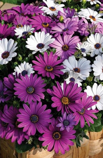 Растение Остеоспермум 10х20 микс - фото 2