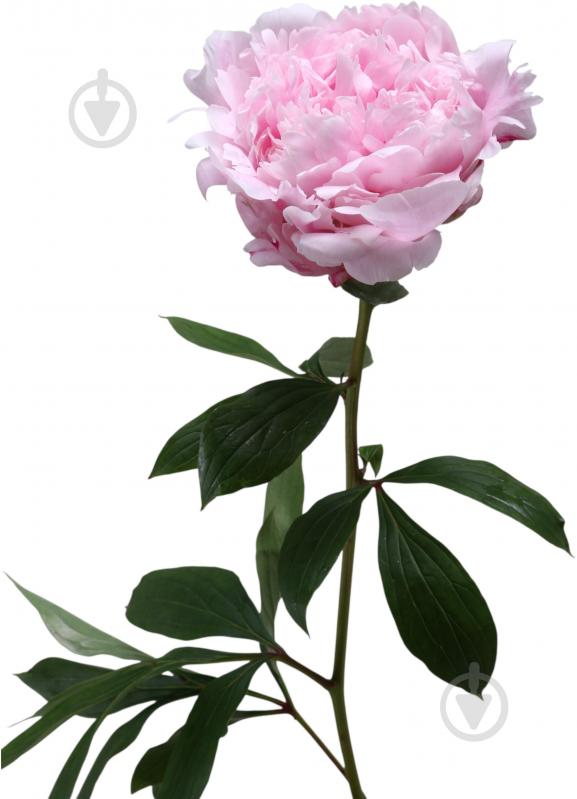 Пион Sara Bernhard 50 см розовая (Нидерланды) - фото 1