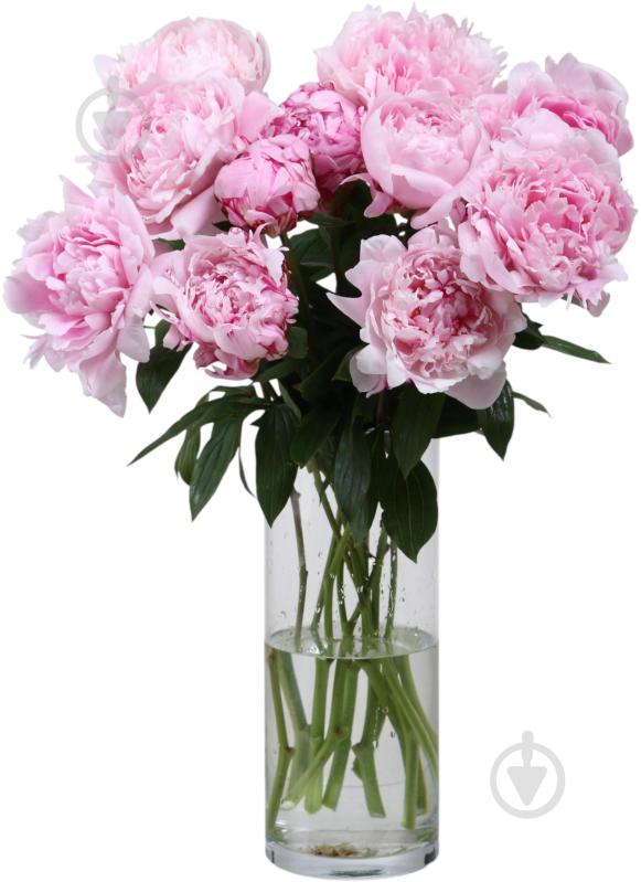 Пион Sara Bernhard 50 см розовая (Нидерланды) - фото 2